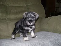 HARLEY, a male Miniature Schnauzer for sale in Neosho, MO – 3 of 5