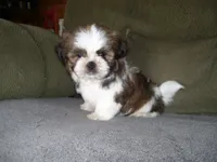 TOBY, a male Shih Tzu for sale in Neosho, MO – 4 of 5