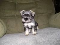 LUCY, a female Miniature Schnauzer for sale in Neosho, MO – 5 of 5