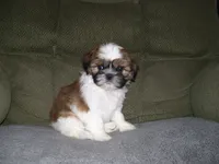 TIMMY, a male Shih Tzu for sale in Neosho, MO – Photo 2 of 5