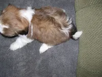 TIMMY, a male Shih Tzu for sale in Neosho, MO – Photo 5 of 5