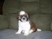 TIMMY, a male Shih Tzu for sale in Neosho, MO – Photo 3 of 5