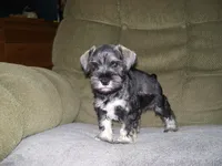 HARLEY, a male Miniature Schnauzer for sale in Neosho, MO – 5 of 5
