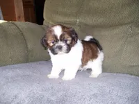 Scout, a male Shih Tzu for sale in Neosho, MO – 2 of 5