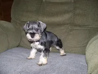 PIPER, a female Miniature Schnauzer for sale in Neosho, MO – 6 of 6
