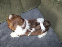 Murphey, a male Shih Tzu for sale in Neosho, MO – 4 of 4