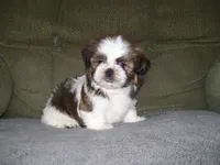TOBY, a male Shih Tzu for sale in Neosho, MO – 2 of 5