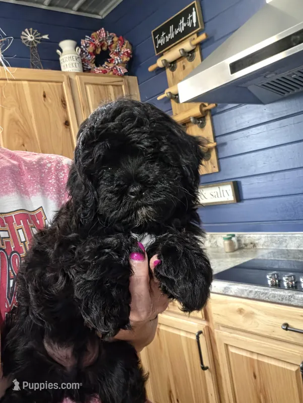 JOHNNY – Shihpoo puppy for sale in Neosho, MO