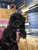 JOHNNY, a male Shihpoo for sale in Neosho, MO – 1 of 3