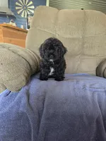 JOHNNY, a male Shihpoo for sale in Neosho, MO – 3 of 3