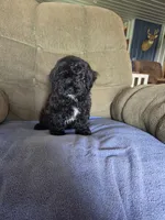 JOHNNY, a male Shihpoo for sale in Neosho, MO – 2 of 3