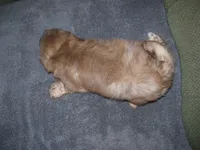 MARCO, a male Shih Tzu for sale in Neosho, MO – Photo 5 of 6