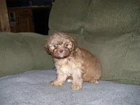 MARCO, a male Shih Tzu for sale in Neosho, MO – Photo 3 of 6