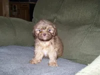 MARCO, a male Shih Tzu for sale in Neosho, MO – Photo 4 of 6