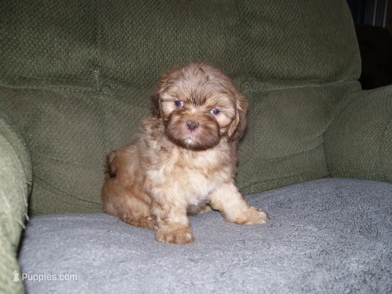MARCO – Shih Tzu puppy for sale in Neosho, MO