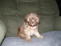 MARCO, a male Shih Tzu for sale in Neosho, MO – Photo 2 of 6