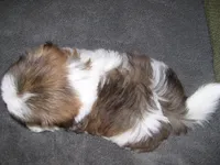 TOBY, a male Shih Tzu for sale in Neosho, MO – 5 of 5