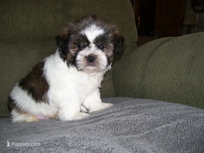 JOHNNY – Shih Tzu puppy for sale in Neosho, MO