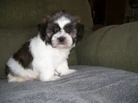 JOHNNY, a male Shih Tzu for sale in Neosho, MO – 1 of 6