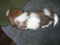 TOBY, a male Shih Tzu for sale in Neosho, MO – Photo 5 of 5