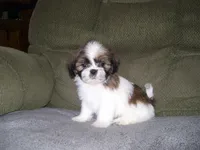 TOBY, a male Shih Tzu for sale in Neosho, MO – Photo 2 of 5