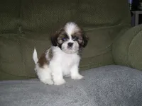 TOBY, a male Shih Tzu for sale in Neosho, MO – Photo 3 of 5