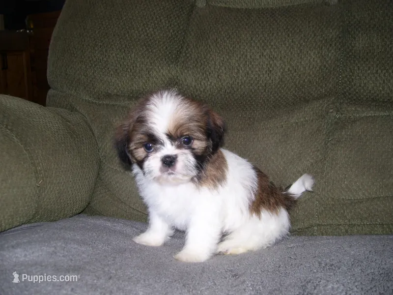 TOBY – Shih Tzu puppy for sale in Neosho, MO