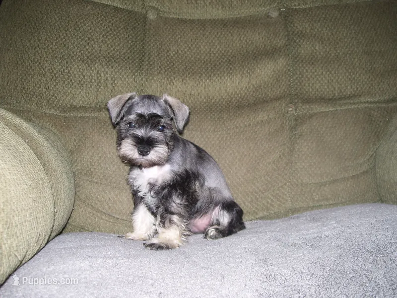 LUCY – Miniature Schnauzer puppy for sale in Neosho, MO