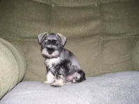LUCY, a female Miniature Schnauzer for sale in Neosho, MO – 1 of 5