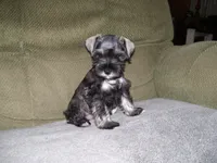 SADIE, a female Miniature Schnauzer for sale in Neosho, MO – 3 of 4