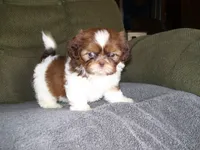 Murphey, a male Shih Tzu for sale in Neosho, MO – 3 of 4