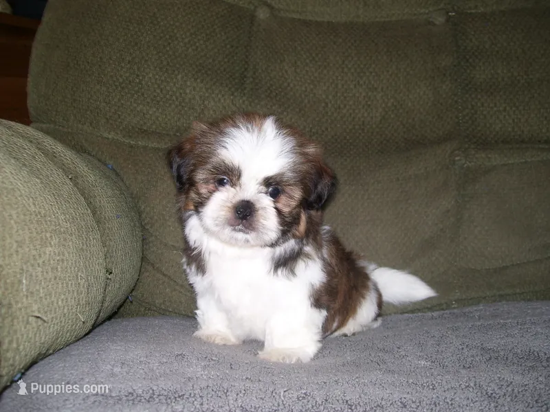 TOBY – Shih Tzu puppy for sale in Neosho, MO