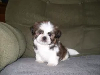 TOBY, a male Shih Tzu for sale in Neosho, MO – 1 of 5