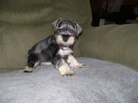 PIPER, a female Miniature Schnauzer for sale in Neosho, MO – 2 of 6