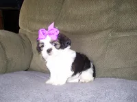 Gloria, a male Shih Tzu for sale in Neosho, MO – 3 of 4