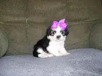 Gloria, a male Shih Tzu for sale in Neosho, MO – 2 of 4