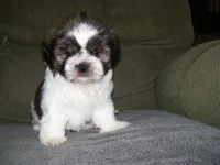 JOHNNY, a male Shih Tzu for sale in Neosho, MO – 3 of 6