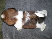 Scout, a male Shih Tzu for sale in Neosho, MO – 5 of 5