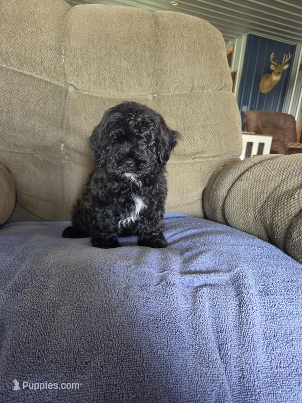 JOHNNY, a male Shihpoo for sale in Neosho, MO – Photo 1 of 3