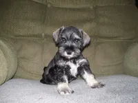 HARLEY, a male Miniature Schnauzer for sale in Neosho, MO – 2 of 5