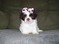 ZOEY....CHOCOLATE, a female Shih Tzu for sale in Neosho, MO – Photo 4 of 6