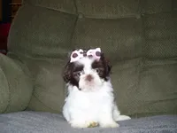 ZOEY....CHOCOLATE, a female Shih Tzu for sale in Neosho, MO – Photo 3 of 6