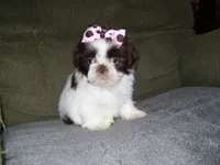 ZOEY....CHOCOLATE, a female Shih Tzu for sale in Neosho, MO – Photo 5 of 6
