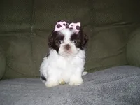 ZOEY....CHOCOLATE, a female Shih Tzu for sale in Neosho, MO – Photo 1 of 6
