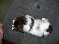 ZOEY....CHOCOLATE, a female Shih Tzu for sale in Neosho, MO – Photo 6 of 6