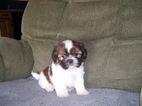 Scout, a male Shih Tzu for sale in Neosho, MO – 3 of 5