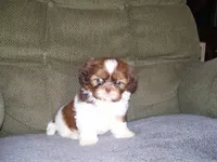Murphey, a male Shih Tzu for sale in Neosho, MO – 2 of 4