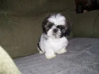 APOLLO, a male Shih Tzu for sale in Neosho, MO – Photo 7 of 8