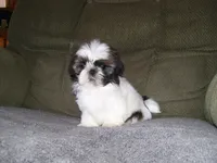 APOLLO, a male Shih Tzu for sale in Neosho, MO – Photo 5 of 8