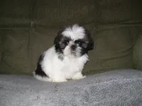 APOLLO, a male Shih Tzu for sale in Neosho, MO – Photo 1 of 8